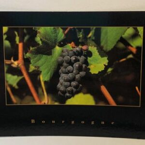 Carte postale - Pinot noir
