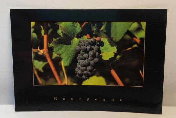 Carte postale Pinot noir