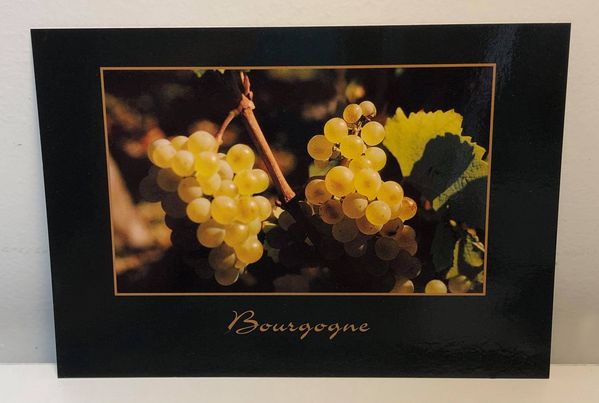 Carte postale Chardonnay