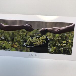 Carte postale Armelle - Vendanges