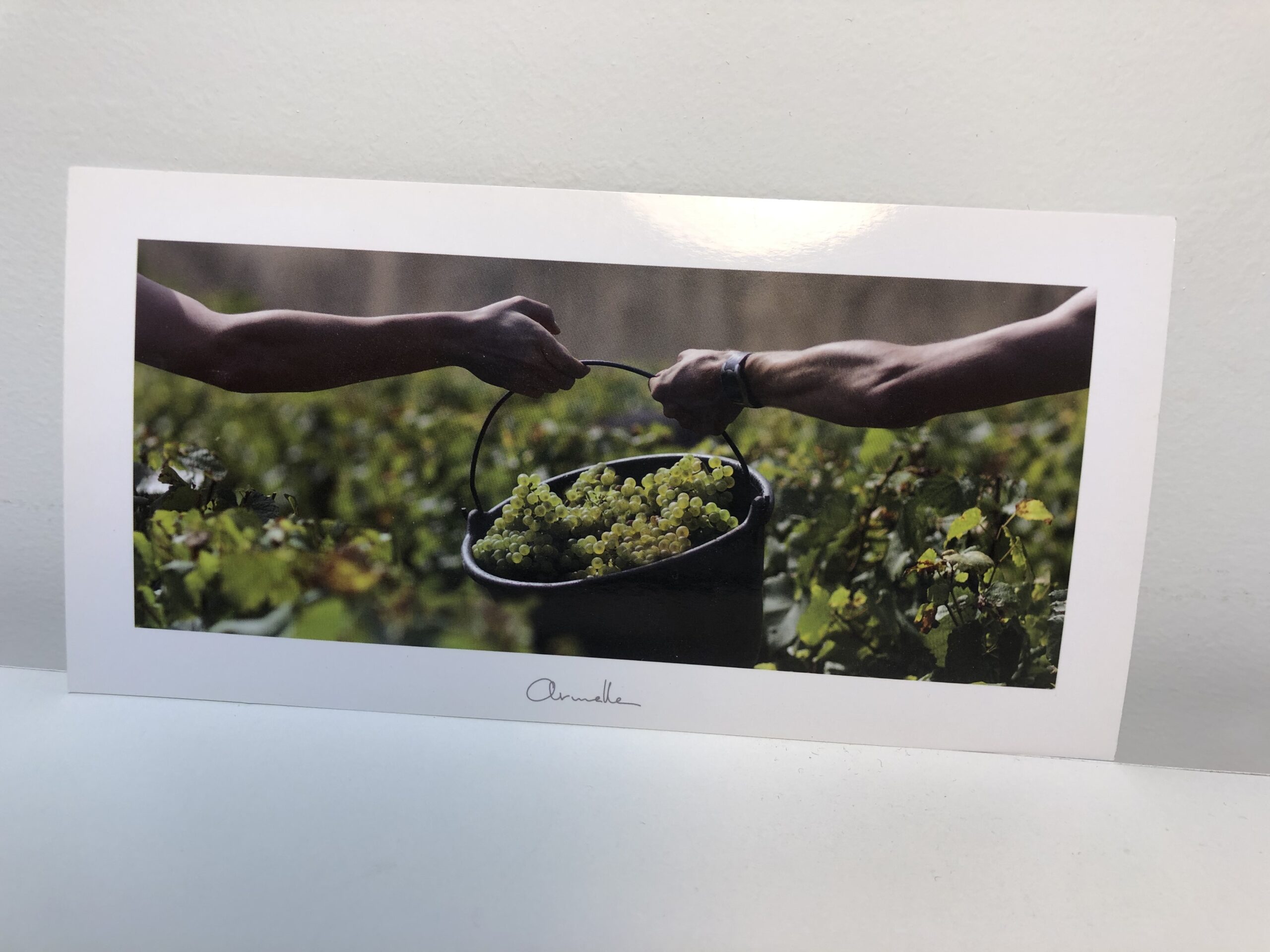 Carte postale Armelle – Vendanges
