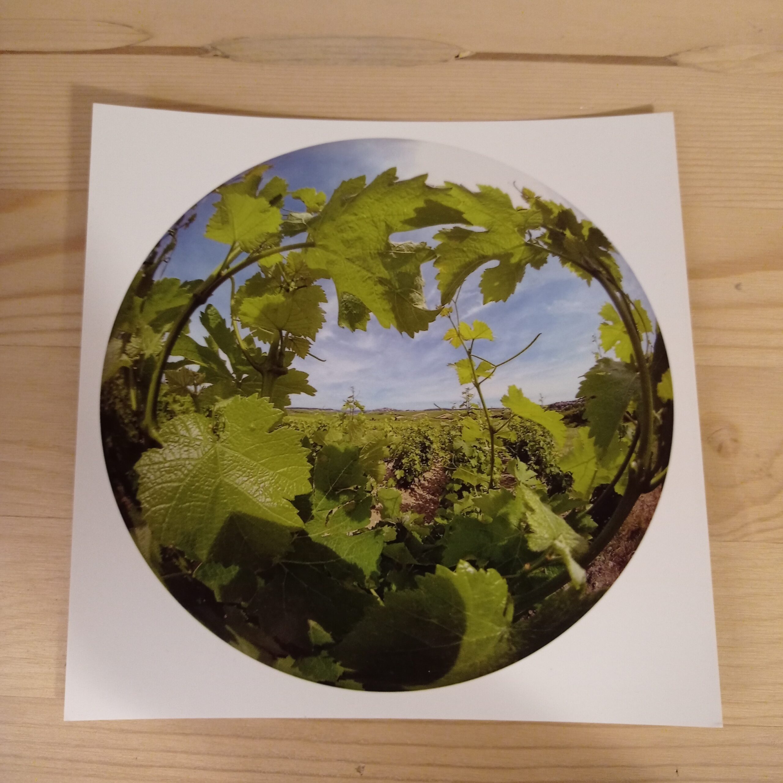 Carte postale Vigne avec enveloppe