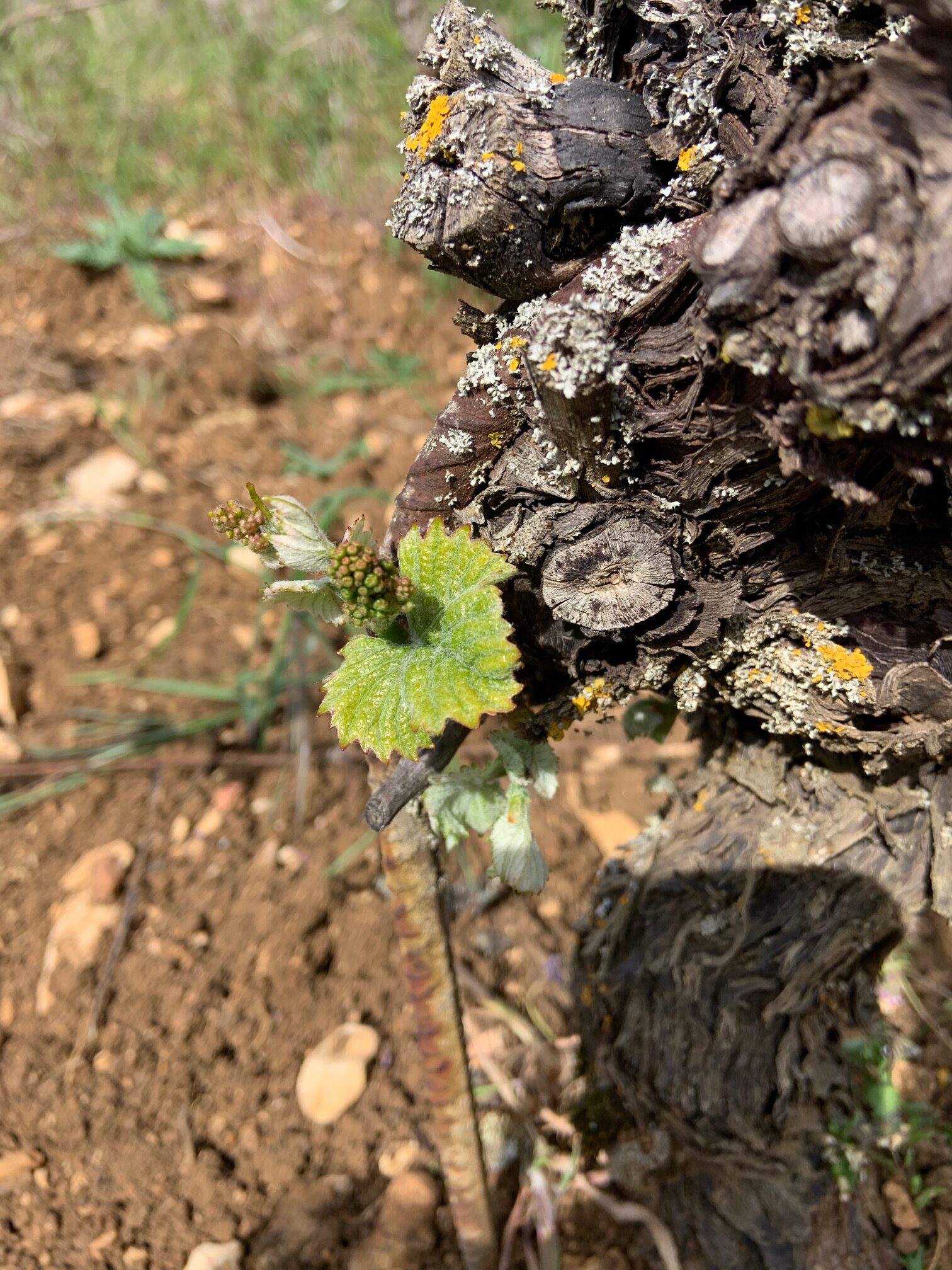 Travaux à la Vigne Pédagogique