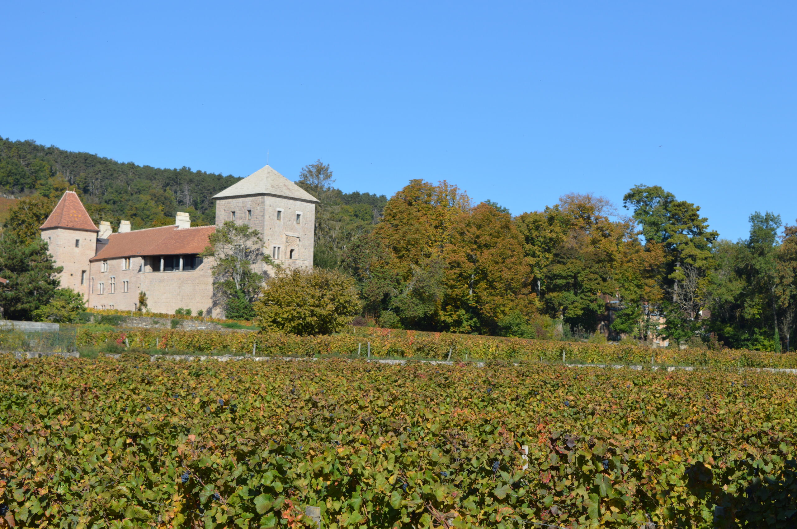 Visite “A la découverte du vieux Gevrey-Chambertin”