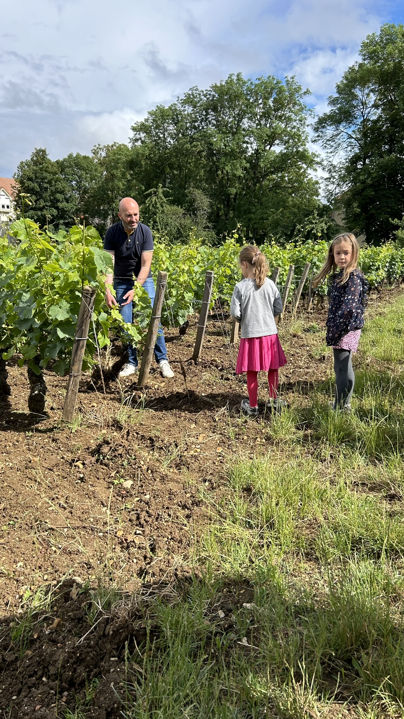 Il était une fois la vigne