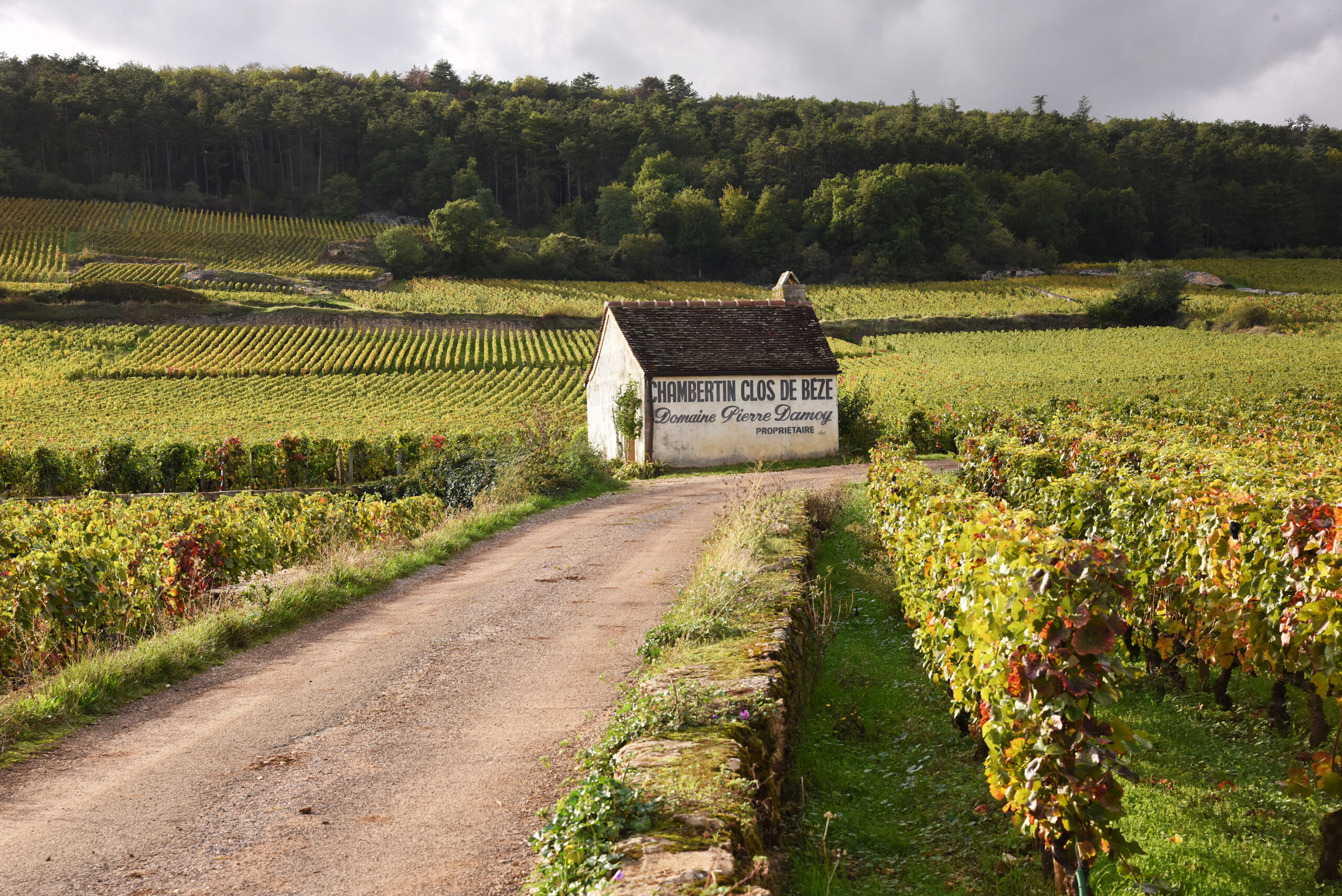 Voie qui traverse les vignes du Chambertin - Clos de Bèze
