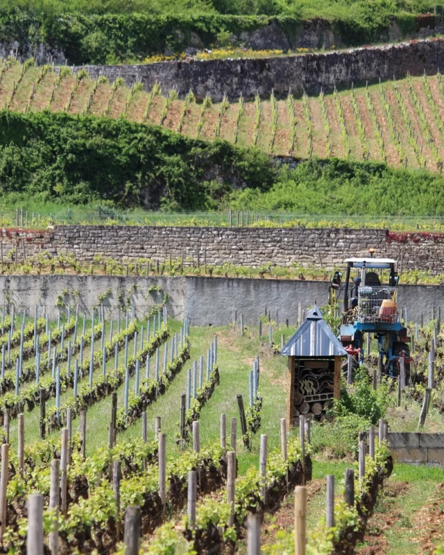 Vigne 🍃 

Le printemps avance, et redonne à la nature son habit vert !

Les vignes et forêts retrouvent petit à petit leurs jolies feuilles vertes. 😍

On ne se lasse pas de se promener en Côte de Nuits et admirer le paysage qui change en permanence 💚

____
#gevreynuitstourisme